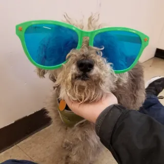 Small gray dog with green sunglasses on