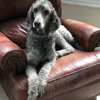 Carolina Poodle Resuce