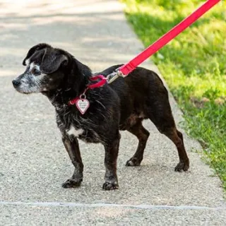 Black Chihuahua Shadow