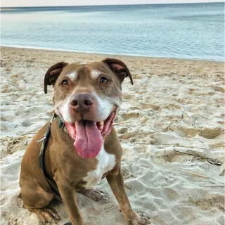 Brown and white pit bull with green leash and color sitting on the beach