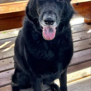 all black shepherd dog