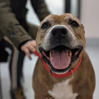 smiling brown pit bull