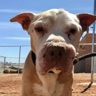 dog making eye contact with camera