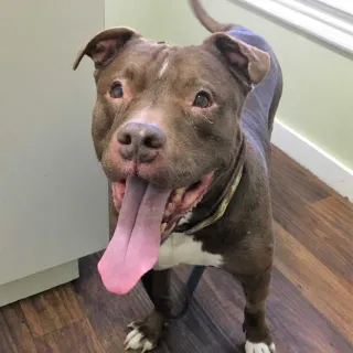 Chocolate brown pit bull with white paws standing with tongue open on wood floor.