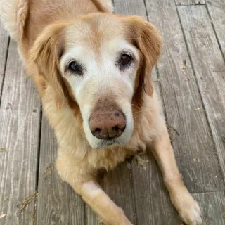 golden retriever