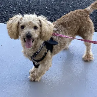 grey poodle smiling