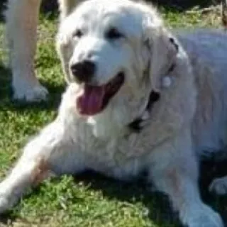 Tex laying in the grass