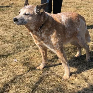 Red heeler Amber