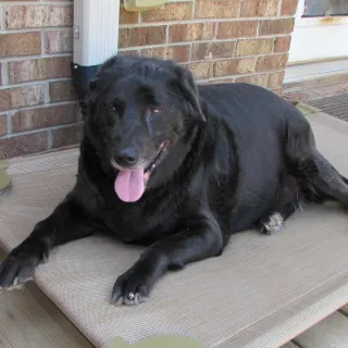 Black lab Anna