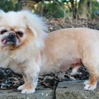 Buddy, a Pekinese mix