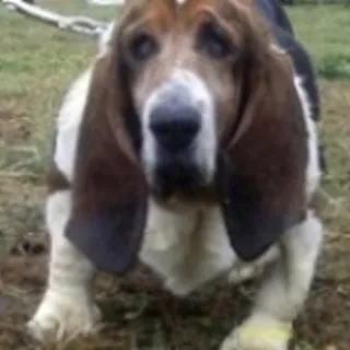 Cassie, a Basset Hound, now deceased