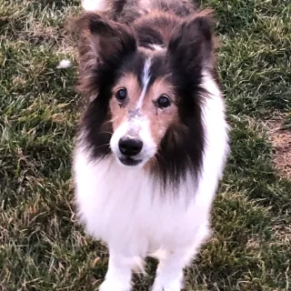 Sheltie Farley