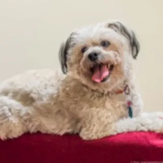 Ginger, a poodle/terrier mix