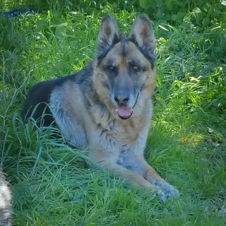 German Shepherd Gus