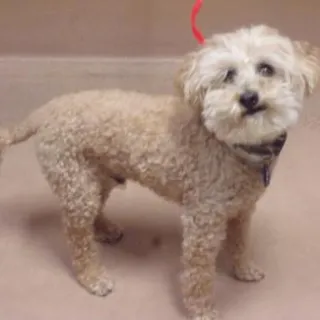 Cream colored terrier mix Harley