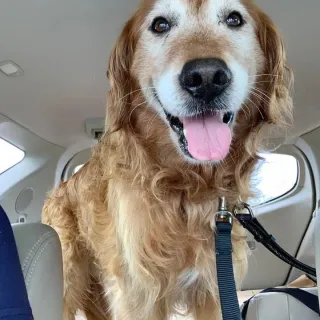 dog in the car