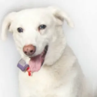 JJ, a beautiful white Aussie/Husky mix