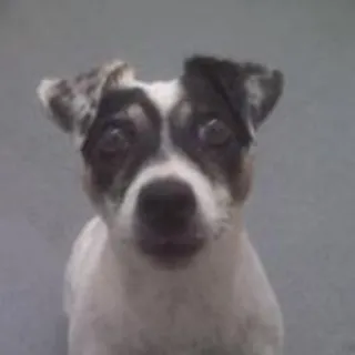 Kimmy, a Jack Russell terrier mix