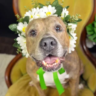 dog with flower lei