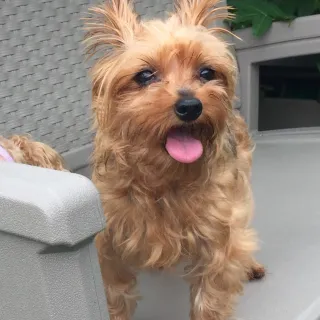 Yorkie mix Leah