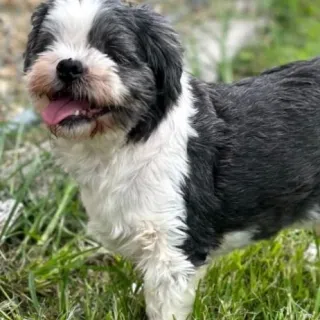 blind shih tzu smiling