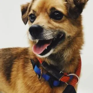 Close up of light brown dog with red leash