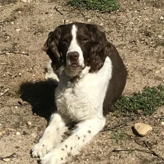 Black and white springer Riley