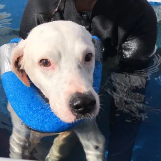 Dalmation mix in a swimming pool