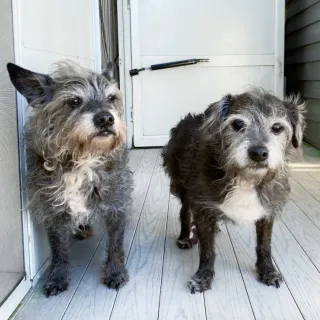 2 grey dogs