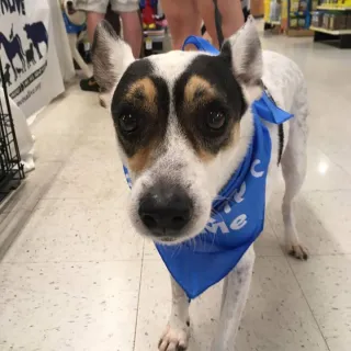 Close up of rat terrier mix