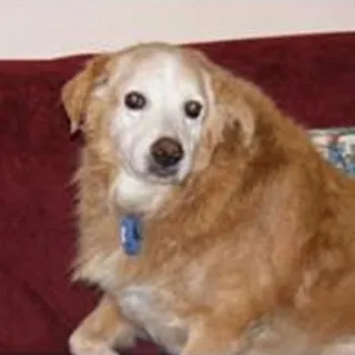 Snickers, a Golden Retriever, now deceased