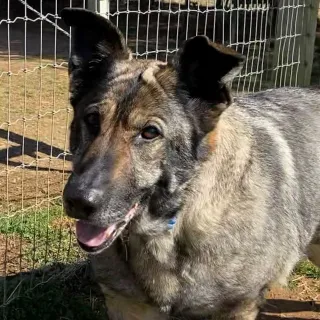 German Shepherd Sparkle