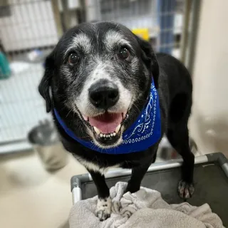 black and white pup with blue bandana