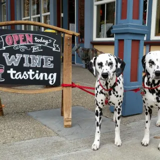 Dalmations at Mutt Lynch tasting room