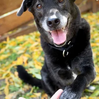 Black dog with paw