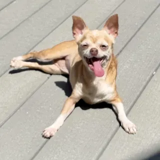 small scrappy dog laying on ground