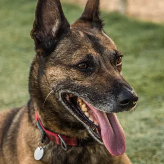 Shepherd mix with ears up and tongue out. Grass in background.