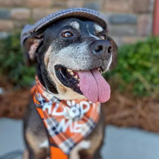 brown and black dog wearing bandana