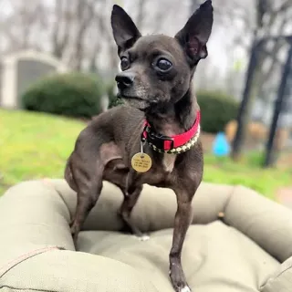 black chihuahua with three legs