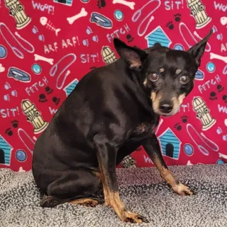 Miniature Pinscher Claire