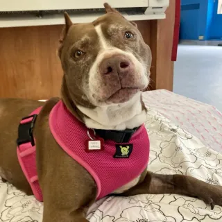 pit bull dog making eye contact with the camera