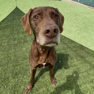 grey snooted brown dog