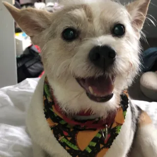 scruffy white terrier