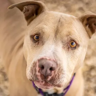 light brown dog with golden eyes