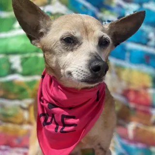 beige dog with wide ears