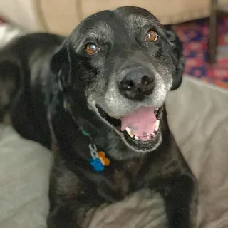 smiling black lab