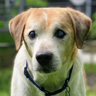 brown and white beagle