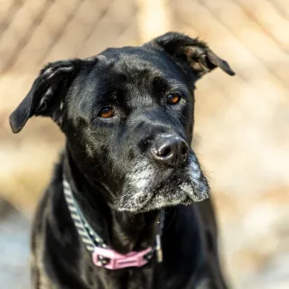 Black lab mix with grey muzzle