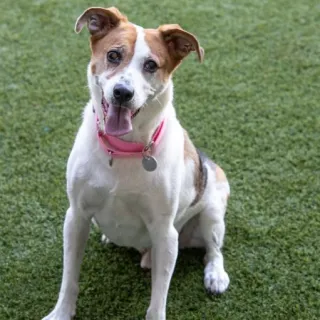 brown and white dog sitting