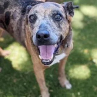 spotted dog smiling